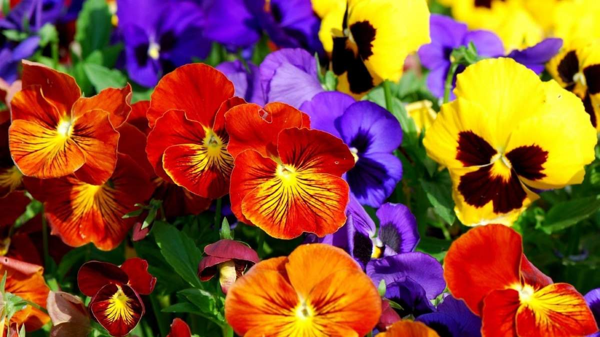 amor-perfeito-gigante-suico-liso-mix-sementes-flor-pra-mudas-7857-mlb5289710870_102013-f