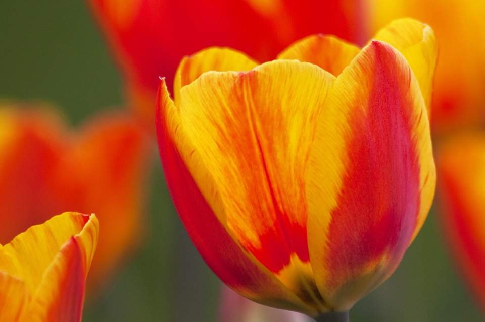 tulip-74459_960_720